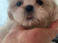 Full Beyaz Shih Tzu