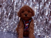 Sevimli poodle köpeği yavruları