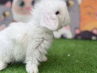 Hollanda teddy lop tavşan yavruları gönderim yapilir