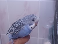 30 Günlük Ele Kola Alıştırmalık Muhabbet Kuşları