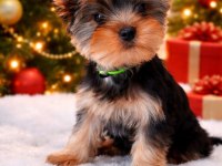 Muhteşem Yorki Yavrular