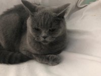 Kedimiz Sophie Ömürlük Yuvasını Arıyor