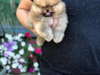 Ayı Surat Pomeranian Yavruları