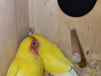 Kafesiyle birlikte çift cennet papağanı