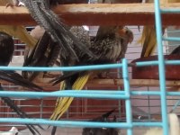 Ele Alışkın 2 Aylık Erkek Dişi Wifi Grey Piet Kuşlar Mevcuttur