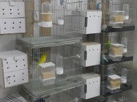 Hazır Eşli Takım Muhabbet Kuşlar