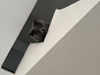 British Shorthair Kedimi Mecburiyetten Sahiplendiriyorum