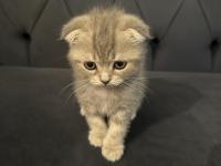Safkan Scottish Fold Yavrular Ayı Surat 2 Aylık