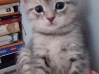 Kısırlaştırma desteği karşılığı ücretsiz kediler