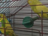 Yavru yetişkin çift ve tek muhabbet kuşlar