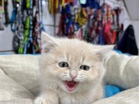 Krem Renkli Minik Scottish Straight