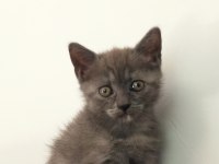 British shorthair yavrular