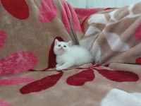 British Shorthair Yavrularımız