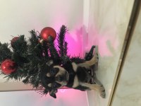 Avrupa Kalitesinde Erkek Chihuahua Yavrum 405 Gram