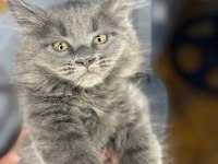 Saf Maine Coon Yavru