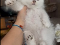 British Longhair Yavrularım