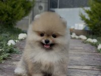 Efsane Güzellikteki Orjinal Pomeranian Yavrularımız