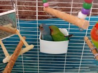 Cennet ve sevda papağanı yavruları