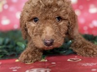 Safkan Dev (Giant) Poodle Yavruları