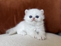 Harika Kalite Silver Point Ns1233 British Longhair