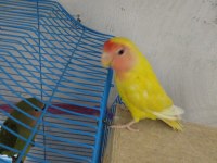 Hazır Eş Mutasyon Sevda Papağanı Takım