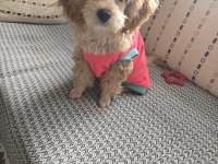 Dişi Toy Poodle 6 Aylık