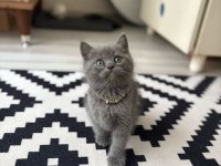 Kedilerim sahiplendirilecektir