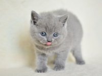 Küt Kafa Gri British Shorthair