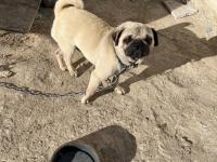 Pug Mops 2 Yaşında Yavrusu 2 Aylık Aşıları Tam