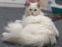 Maine Coon 2 Yaşında Güzellik