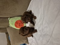 Kore Tea Cup Poodle Yavrular