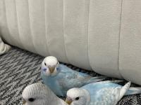 Yeni Yeme Düşmüş Erkek Muhabbet Kuşları