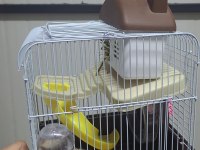 Yavru Hamster Ve Kafes Takımları