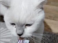 4 Yasında Erkek Kedimiz