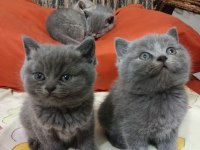 British shorthair yavrular yeni yuvalarını arıyorlar