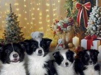 Zeka küpü border collie çocuklar