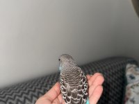 Yeni Yeme Düşen Muhabbet Kuşu Yavrular Esenler İstanbul