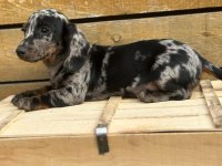Merle Erkek Dachshund Yavrumuz