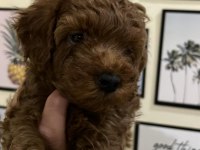 Ev Ortamından Kaliteli Poodle Yavrular