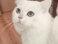 Mavi Gözlü British Shorthair Pamuğumuz