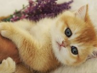 British Shorthair Golden Yavrular