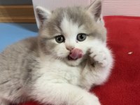 British Longhair Bicolor Kedimiz