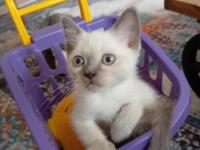 British Shorthair Blue Point