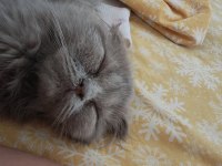 Scottish Fold, İran Persian Kırması Kedimiz