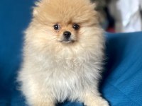Mini Boy Pomeranian Boo Kızım