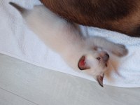 Siyam Kedisi Yavrular