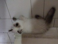 Blue Point British Longhair