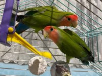 Sağlıklı damızlık çift papağanımız