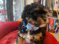 Black Tan Phantom Renk Poodle (Aklıma Yatan Irklar Takas Da Yapabilirim)