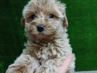 Iırk Ve Sağlık Garantili Maltipoo Köpeği Yavrular
